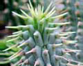 Weight loss. Hoodia - gran apetito suppressant.